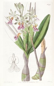 Psychilis bifida by Miss Drake